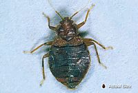 adult bed bug